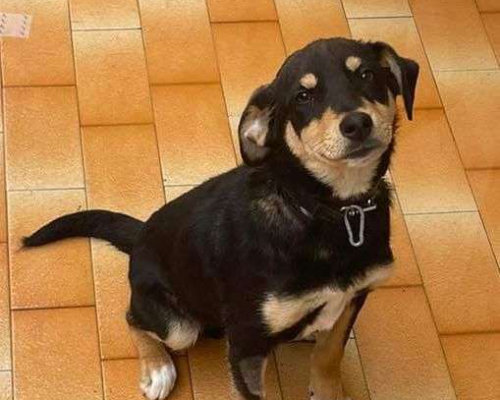 Adozione cane, maschio, meticcio, 2 anni e 8 mesi, taglia media, Crotone