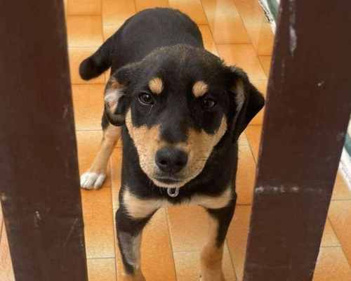 Adotta un cane, maschio, 2 anni e 8 mesi, Crotone