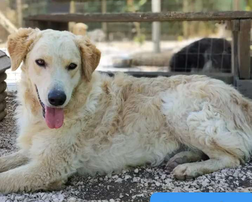 Vuoi adottare un cane a Chieti?