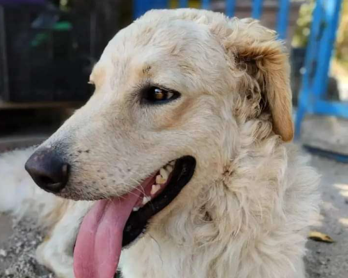 Adotta un cane, maschio, 4 anni  e 3 mesi , Chieti