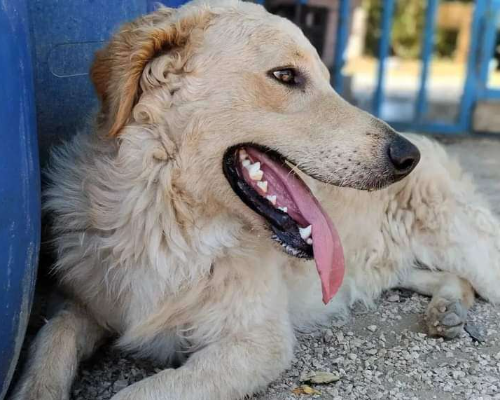 Adotta un cane, taglia grande, maschio, Chieti