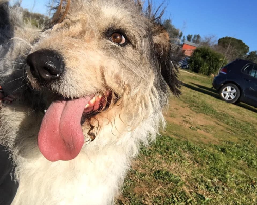 Adotta un cane, taglia grande, maschio, Roma