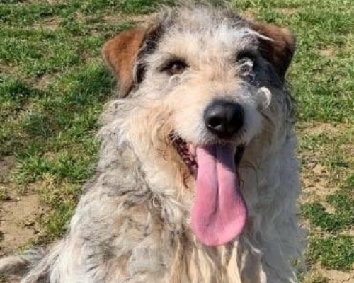 Vuoi adottare un cane a Roma?