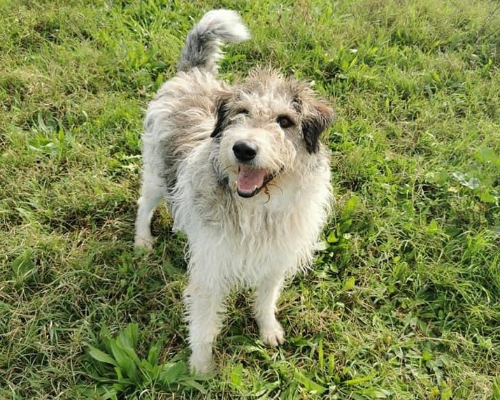 Adozione cane, maschio, Spinone, 7 anni e 7 mesi, taglia grande, Roma