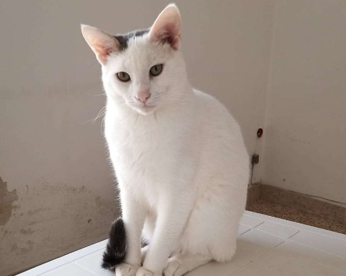 Adotta il gatto Oliver a Trapani