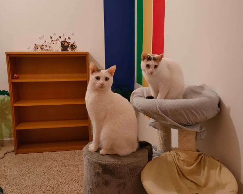 Vuoi adottare un gatto a Trapani?