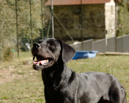 Adotta un cane, taglia media contenuta, maschio, Genova