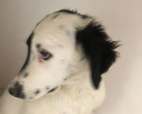 Vuoi adottare un cane a Bari?