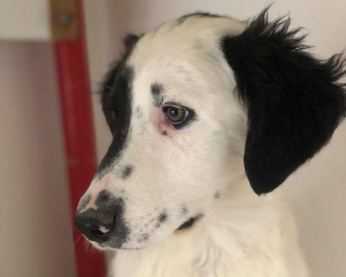 Adotta un cane, maschio, 3 anni  e 3 mesi , Bari