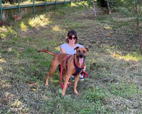 Adotta un cane, maschio, 7 anni  e 8 mesi , Napoli