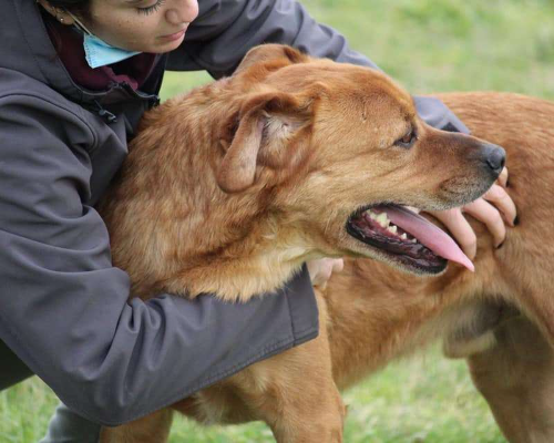 Adotta un cane, maschio, 8 anni  e 3 mesi , Roma