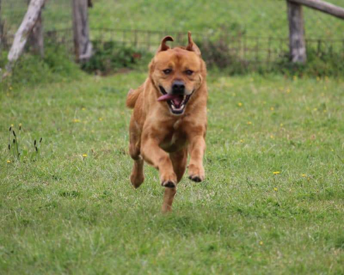 Adotta un cane, taglia gigante, maschio, Roma