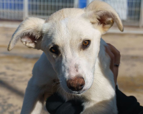 Foto dell'animale
