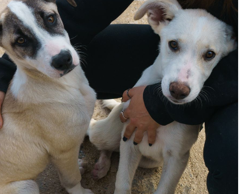 Adotta un cane, femmina, 2 anni  e 10 mesi , Bari