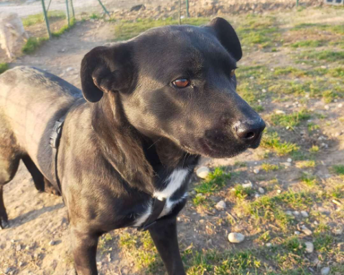 Adotta un cane, femmina, 5 anni e 4 mesi, Milano