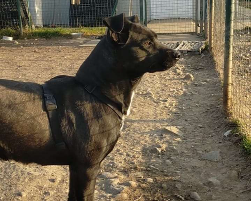 Adotta un cane, taglia media, femmina, Milano