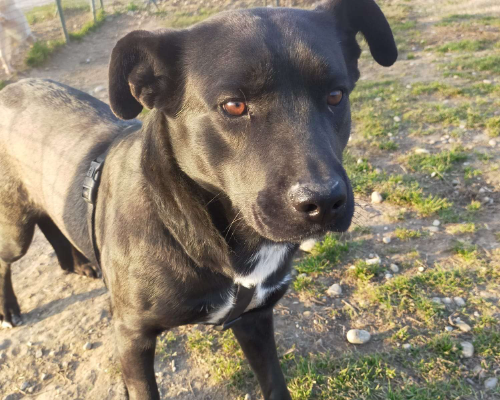 Adozione cane, femmina, meticcio, 5 anni e 4 mesi, taglia media, Milano