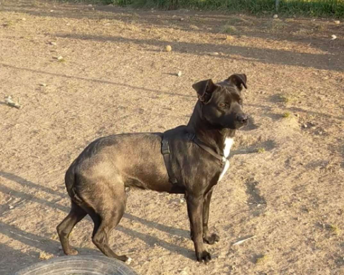 Vuoi adottare un cane a Milano?