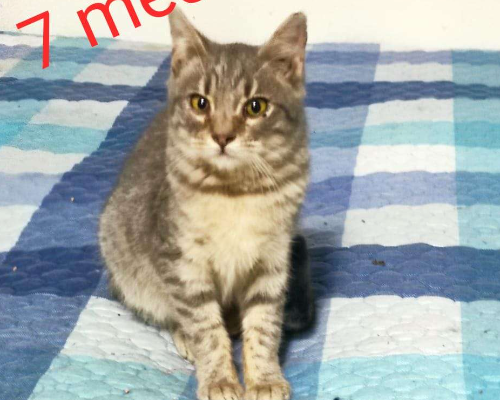 Adozione gatto, maschio, meticcio, 3 anni e 10 mesi, taglia non valida, Chieti