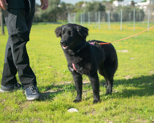 Adotta il cane Baghera a Taranto