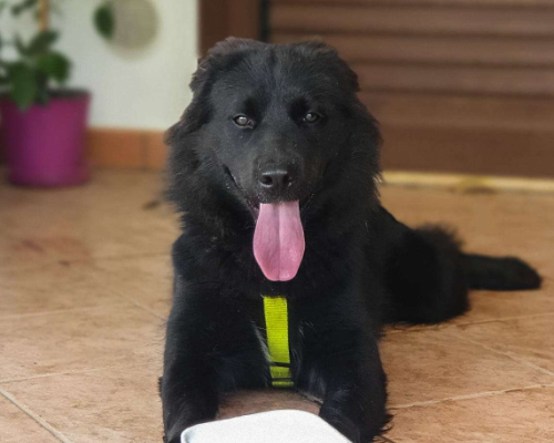 Vuoi adottare un cane a Taranto?