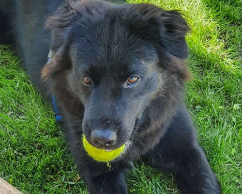 Adotta un cane, taglia media, femmina, Taranto