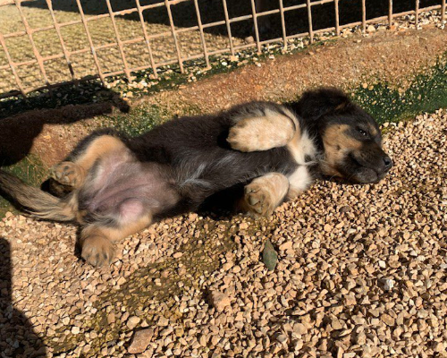 Adotta un cane, taglia gigante, femmina, Taranto