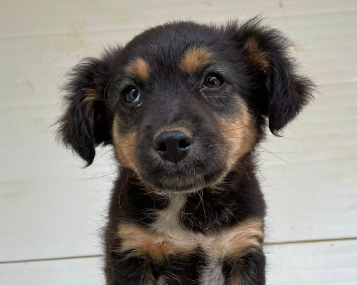 Adotta un cane, femmina, 2 anni  e 4 mesi , Taranto