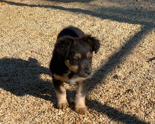 Vuoi adottare un cane a Taranto?