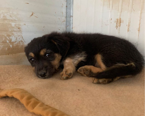 Adotta il cane AMELIE a Taranto