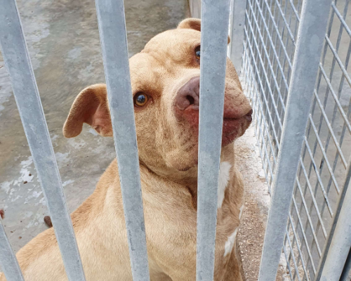 Adotta un cane, maschio, 7 anni  e 4 mesi , Caserta