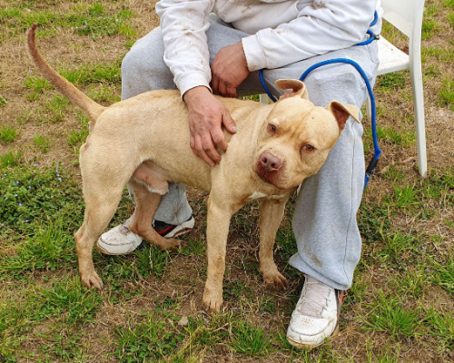 Adotta un cane, taglia media, maschio, Caserta