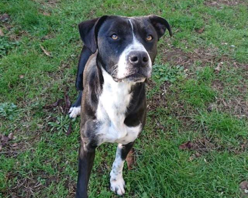 Adozione cane, femmina, Pitbull, 5 anni  e 2 mesi , taglia media, Roma