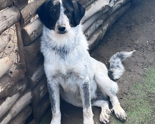 Adotta il cane George a Roma