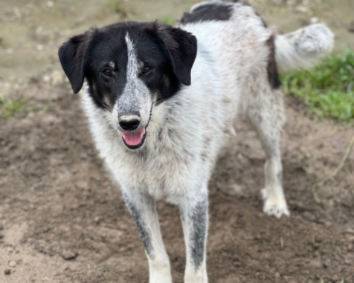Adotta un cane, maschio, 3 anni e 4 mesi, Roma