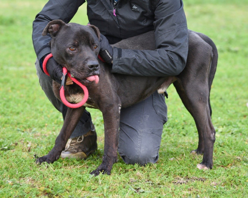 Adotta un cane, maschio, 7 anni  e 4 mesi , Roma