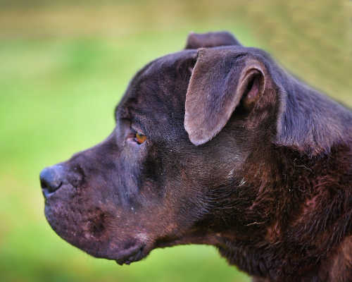 Vuoi adottare un cane a Roma?