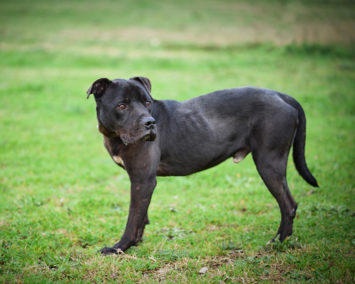 Adotta un cane, taglia media, maschio, Roma