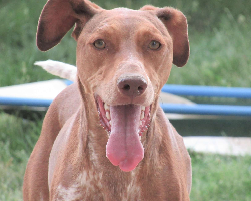 Adozione cane, femmina, meticcio, 9 anni e 8 mesi, taglia media, Vicenza