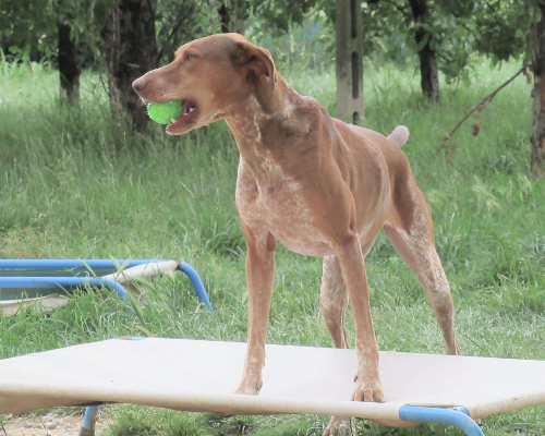 Adotta un cane, femmina, 9 anni e 8 mesi, Vicenza