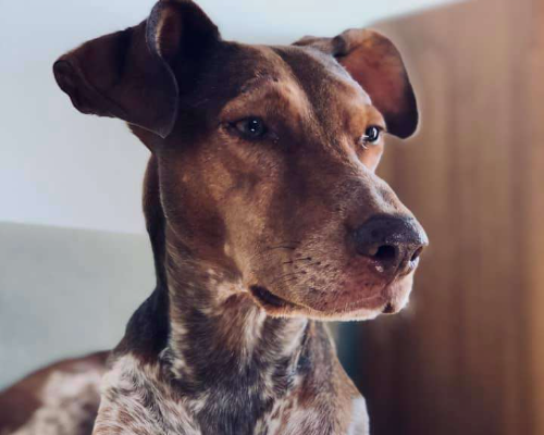 Adotta un cane, taglia media, femmina, Vicenza