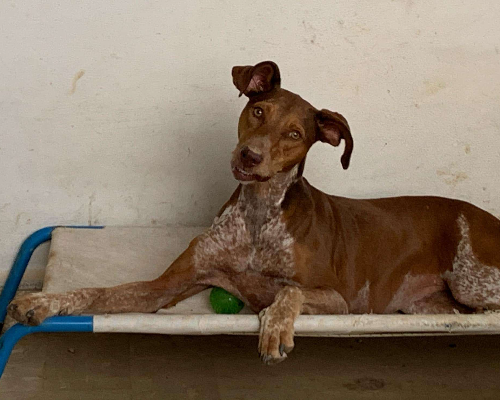 Vuoi adottare un cane a Vicenza?