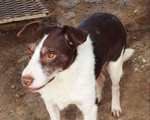 Adotta un cane, taglia media contenuta, femmina, Messina