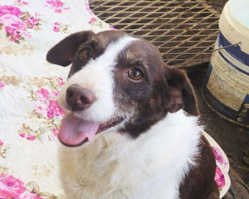 Adotta un cane, femmina, 13 anni  e 5 mesi , Messina
