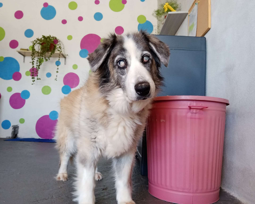 Adozione cane, femmina, meticcio, 16 anni e 2 mesi, taglia grande, Nuoro