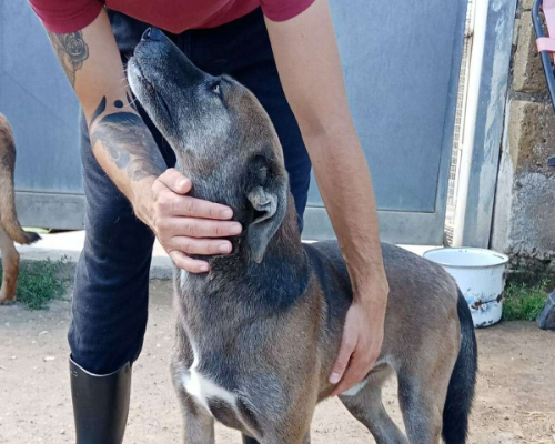 Vuoi adottare un cane a Napoli?