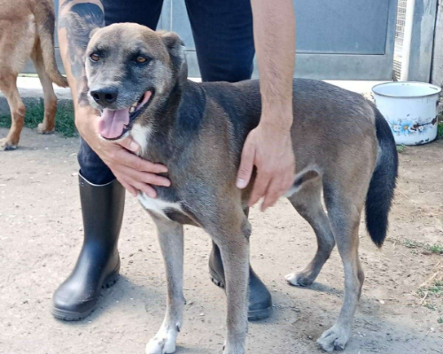Adozione cane, maschio, meticcio, 10 anni e 3 mesi, taglia media contenuta, Napoli