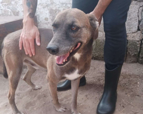 Adotta un cane, taglia media contenuta, maschio, Napoli