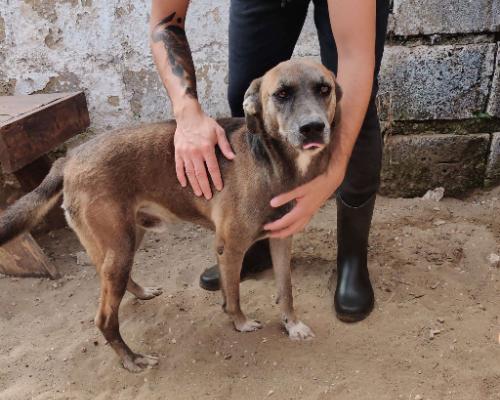 Adotta un cane, maschio, 10 anni e 3 mesi, Napoli