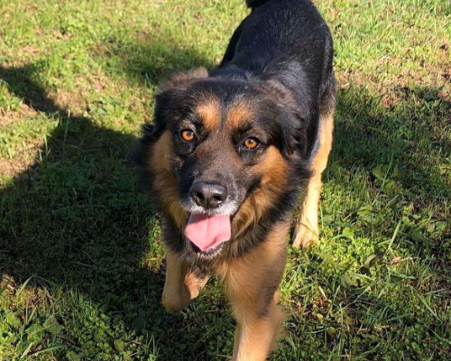 Adotta un cane, maschio, 9 anni  e 1 mese, Caserta